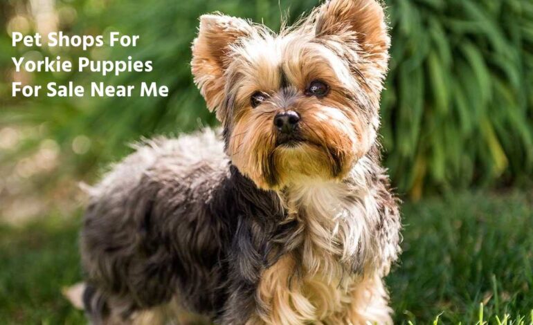 Pet Shops For Yorkie Puppies For Sale Near Me