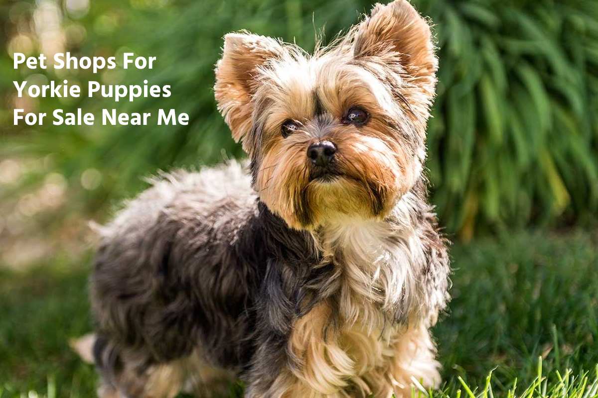 Pet Shops For Yorkie Puppies For Sale Near Me